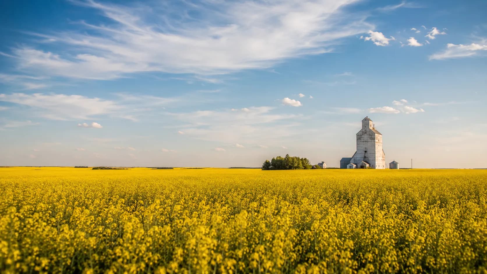 Saskatchewan's canola fields with a distant grain elevator