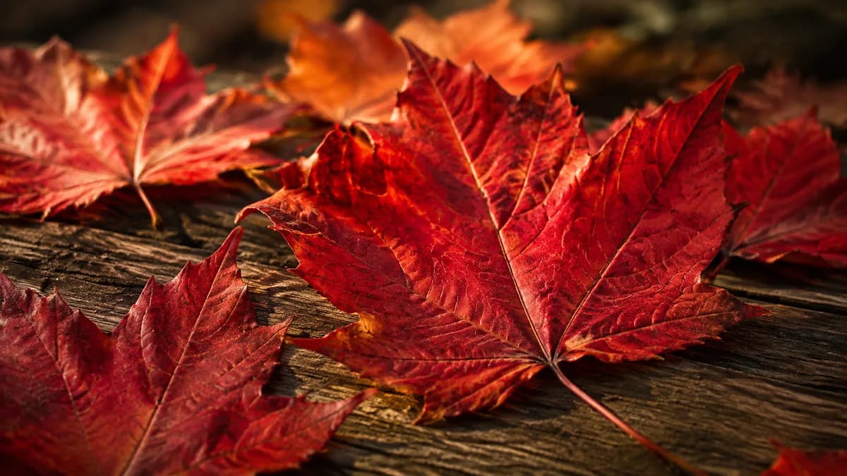 Des feuilles d'érable rouges du Canada en gros plan, en automne